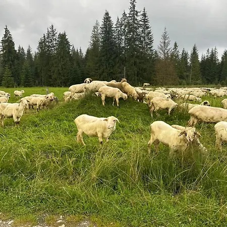 Groń Kościelisko